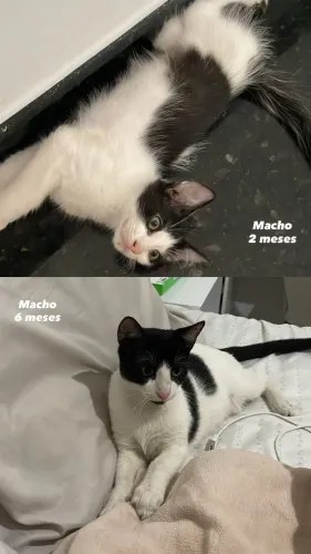 Doação de gatos