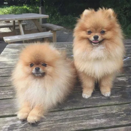 Filhotes De Spitz Alemão - Nada Como Um Amiguinho Peludo Para Tonar Sua Vida Feliz