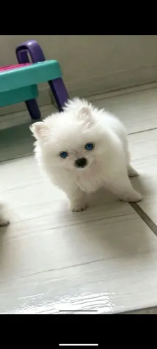Filhote Spitz alemão anão padrão ursinho