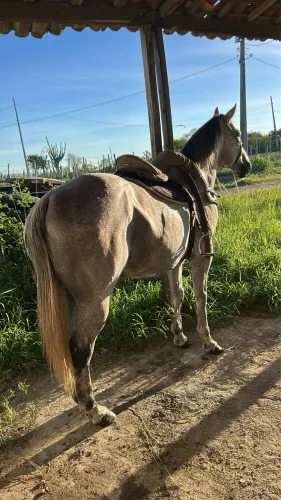 Cavalo de esteira 
