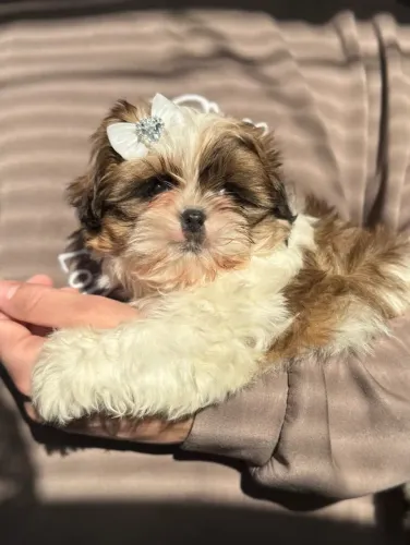 Shihtzu 