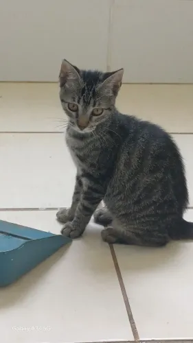 Doa - se um gatinho filhote