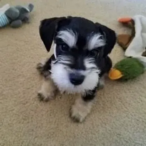 Schnauzer,Schnauzer Filhote Disponível Entrega Facilitada