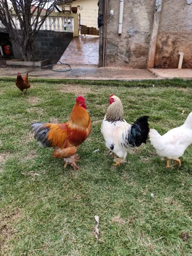 Vando 2 galos Brahmas 