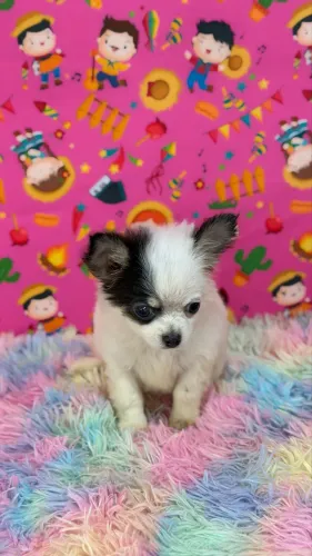 Chihuahua pelo longo