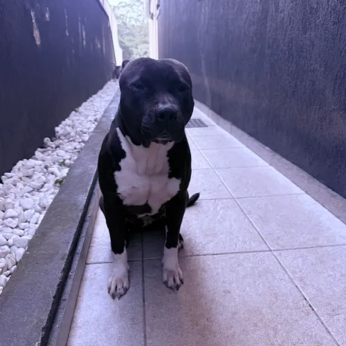 Doação PITBULL FÊMEA