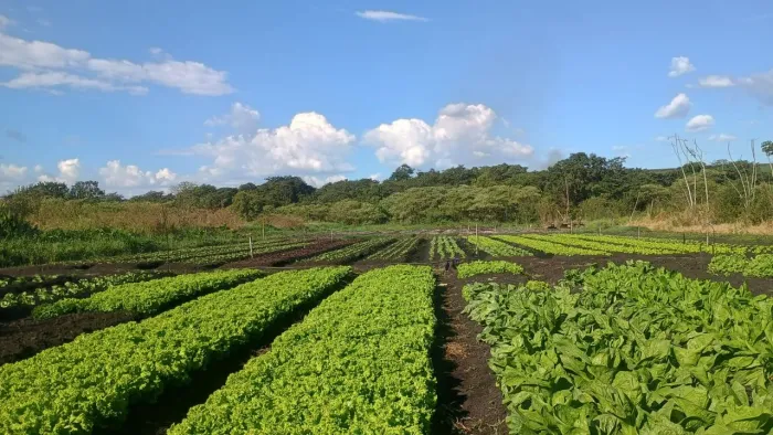 Hortaliças folhosas fresquinha, direto da roça.