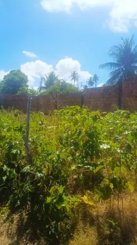 Vende-se Terreno em Jequiá da Praia