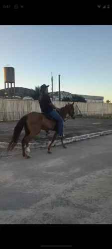 Vendo égua de galope boa com  passada