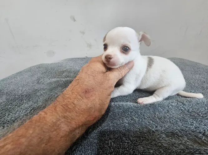 Chihuahua machinho, pelo curto, pedigree CBKC 10x 250