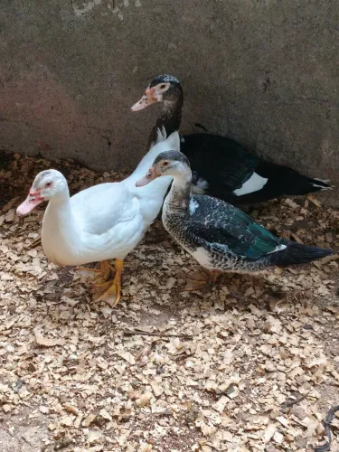 Patos