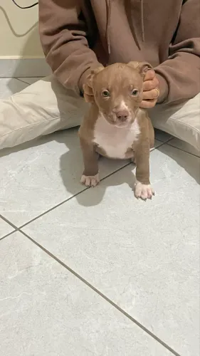 Filhote Fêmea Pitbull Vermifugada e 1º dose
