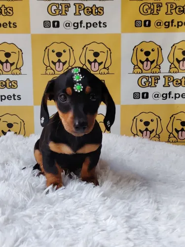 Teckel Cofap micro e padrão fêmeas salsicha Dashchund