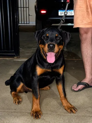 Doação de Rottweiler