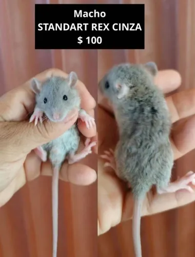 Ratos Twister REX ENCARACOLADOS