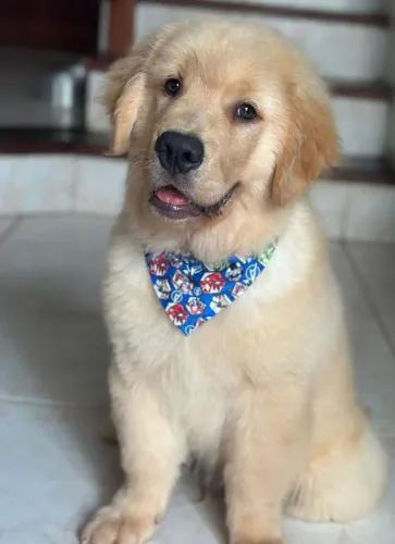 Últimos filhotes Golden Retriever disponível