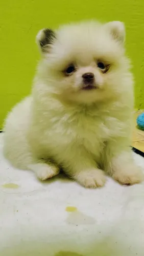 Filhotes macho de Lulu da Pomerânia
