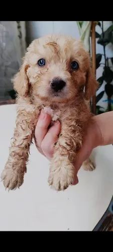 Vende -se cachorro da raça poodle