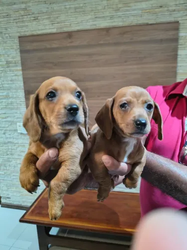 Filhotes lindos a venda