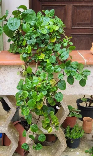 Dólar (Plectranthus nummularius), vaso plástico com 13cm de largura