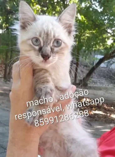 Gatinhos lindinhos pra adoção responsável