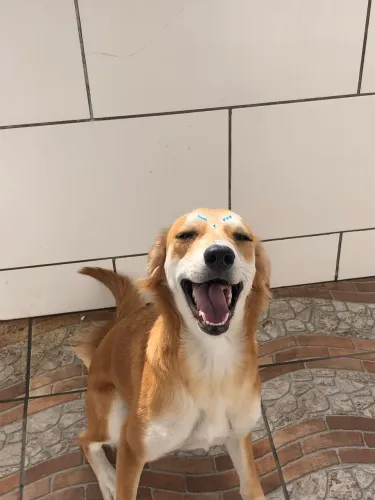 Doação de cachorro
