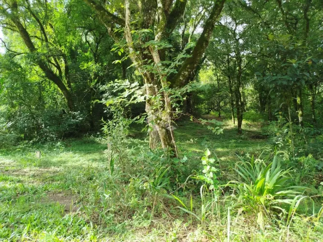 Área de terra na linha Pirajá em Nova Petrópolis