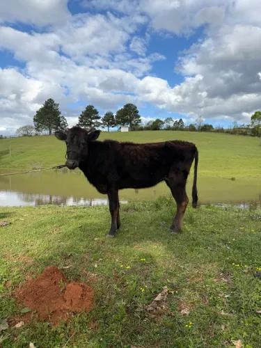 Vendo novilha - bem mansa