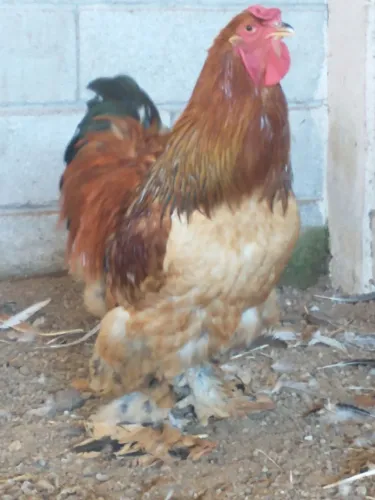 Galo e galinhas brahma