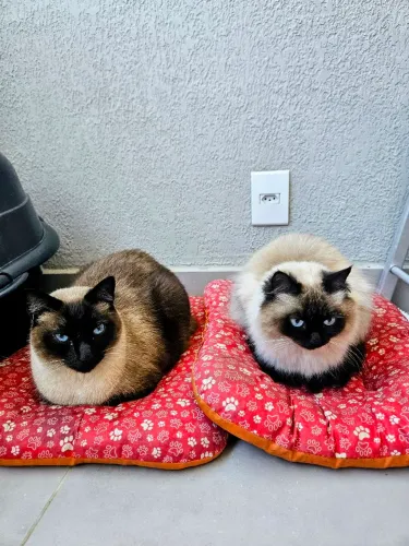 Lindos Gatos Siameses para Adoção - Macho e Fêmea