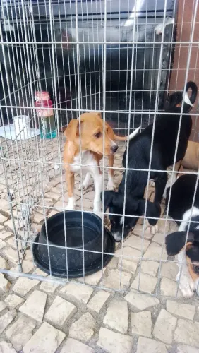 Filhotes de cachorros SRD para adoção responsável 