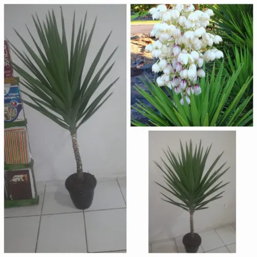 Planta Yucca em Vaso