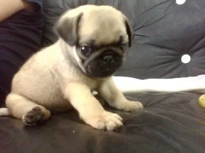 Pug - Comece Uma Nova Fase Com Um Companheiro Fiel