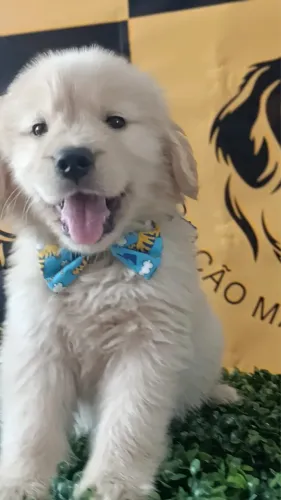 Golden Retriever filhotes disponíveis com excelente cuidado