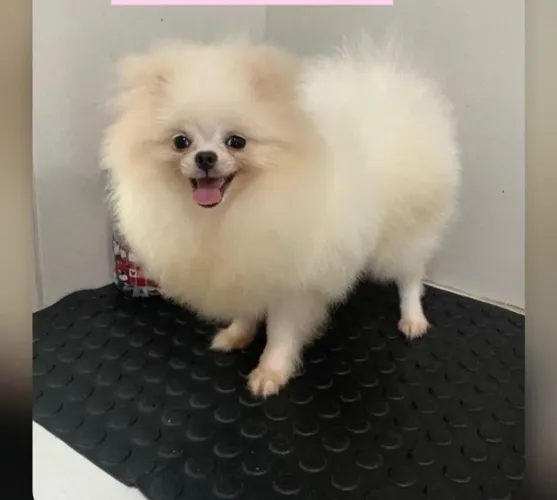 Spitz alemão fêmea