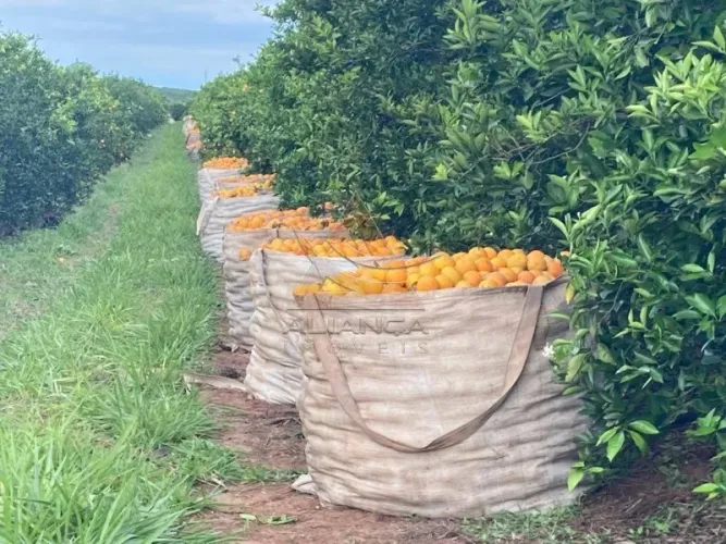 Fazenda - Marília - Zona Rural
