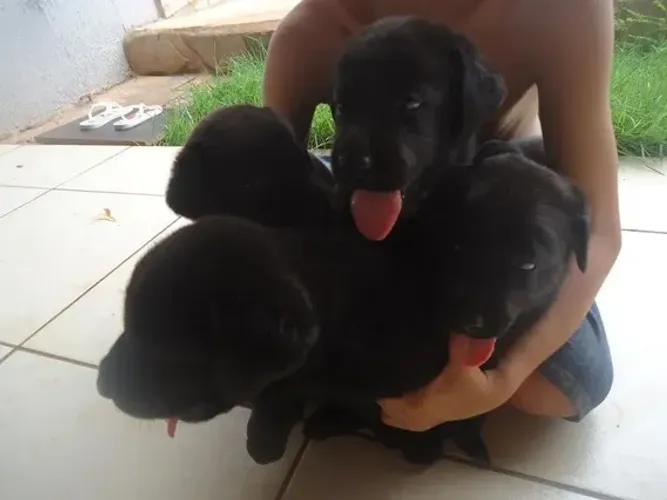 lindos filhotes de labrador x rottweiler 