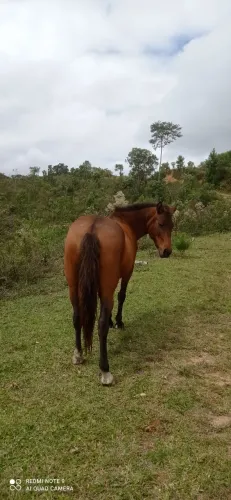 Égua crioula.