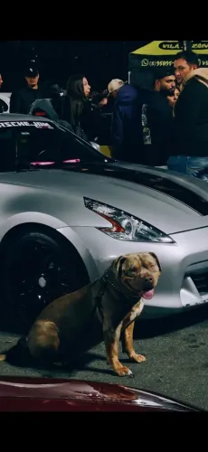 Pit Monster Zeus > Para Cúpula/ Cruza.