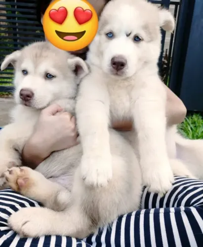 Husky Siberiano,Husky Siberiano Filhote Disponível Entrega Facilitada