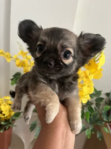 CHIHUAHUA MACHINHO