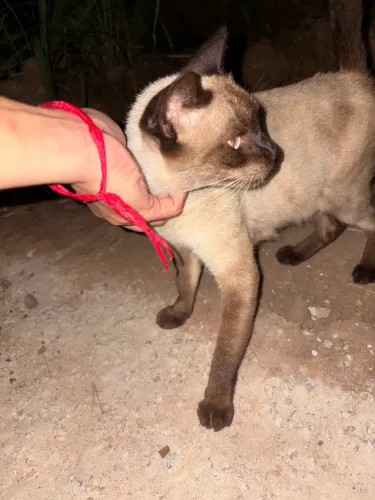 Gatinha abandonada