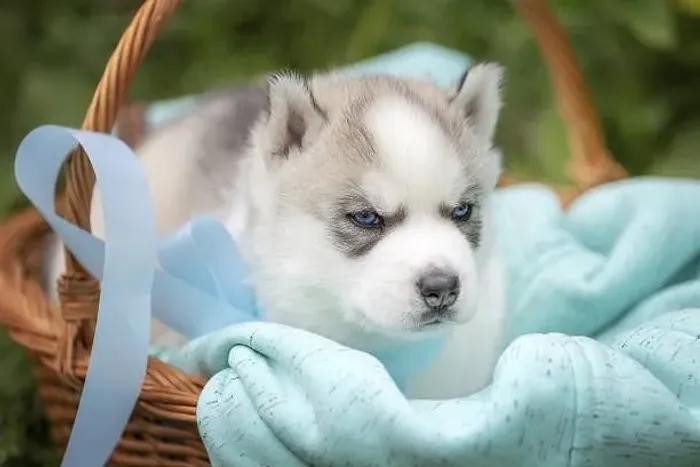 Lindo Husky Disponível ?