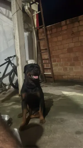 Cachorro para cruza