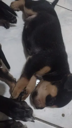 Vende-se filhotes de Rottweiler RACIADO 