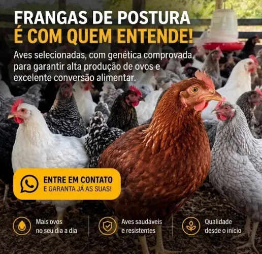 FRANGAS DE POSTURA | NOVOGEN, JADE E EMBRAPA 051