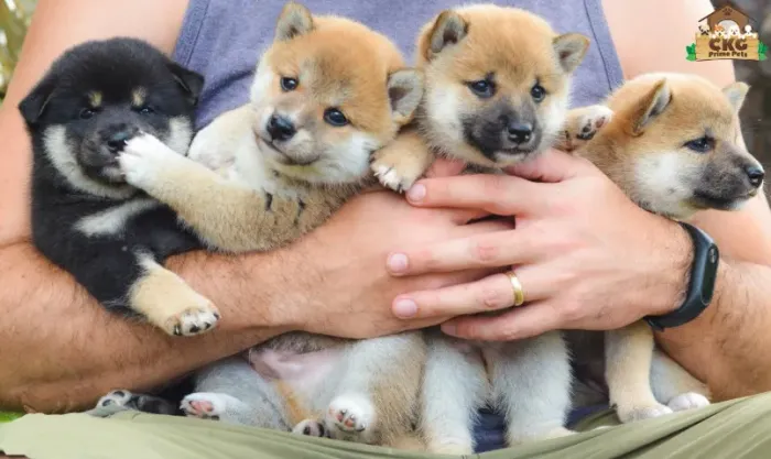 Filhotes de shiba inu linhagem Nippo - Criação especializada