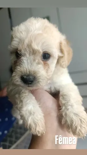 Vende-se cachorro ? poodle filhote as coisas mais fofas