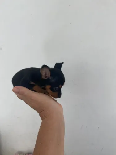 Pinscher miniatura 00 original 