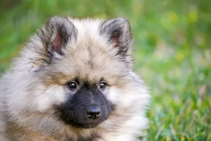 ? Spitz Alemão de Excelente Temperamento | Filhotes Disponíveis